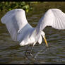 White Heron