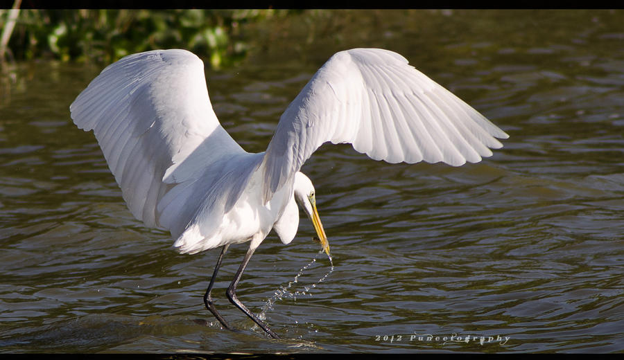 White Heron