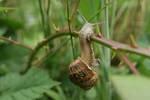 Clinging To Life by AccumulatingCancer