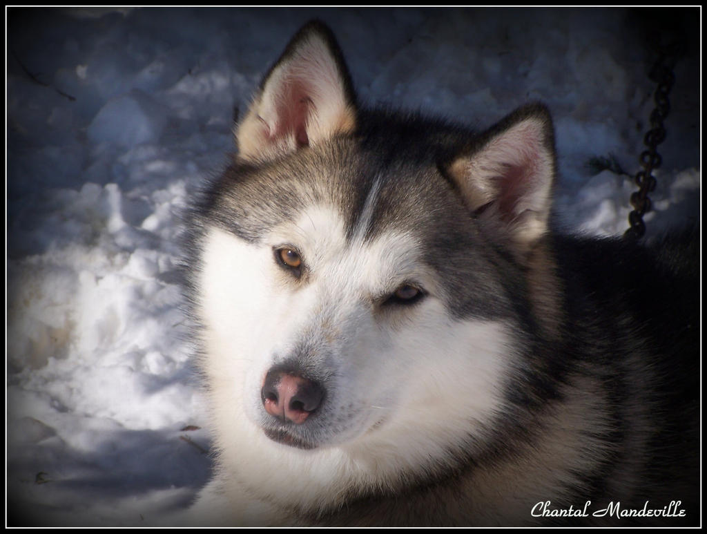 Husky Deviantart Husky Dog by artistmember on DeviantArt