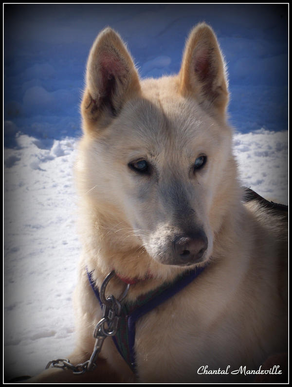 Husky Deviantart Husky by artistmember on DeviantArt