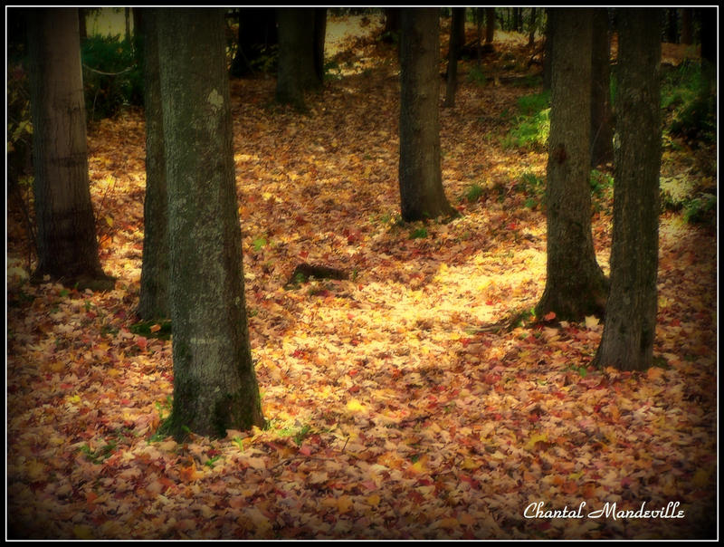 Autumn Floor