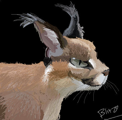 ms paint caracal