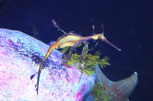 Weedy Seadragon