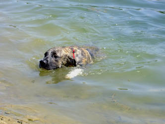 Learning to swim