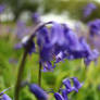 bluebell's