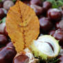 Chestnuts and a Leaf