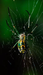 Green Spider Macro