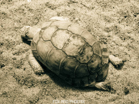 Turtle Nap