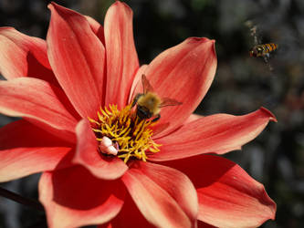 BumbleBee and Friend