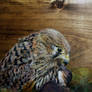 Portrait on wood: hawk