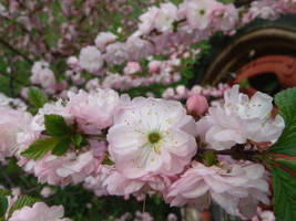 Double Flowering Plum 6