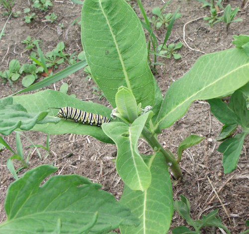 Monarch Caterpillar