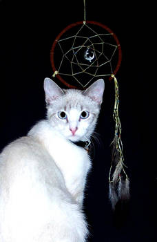 Cat with Dream Catcher