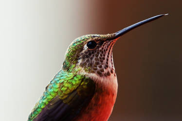 Hummingbird