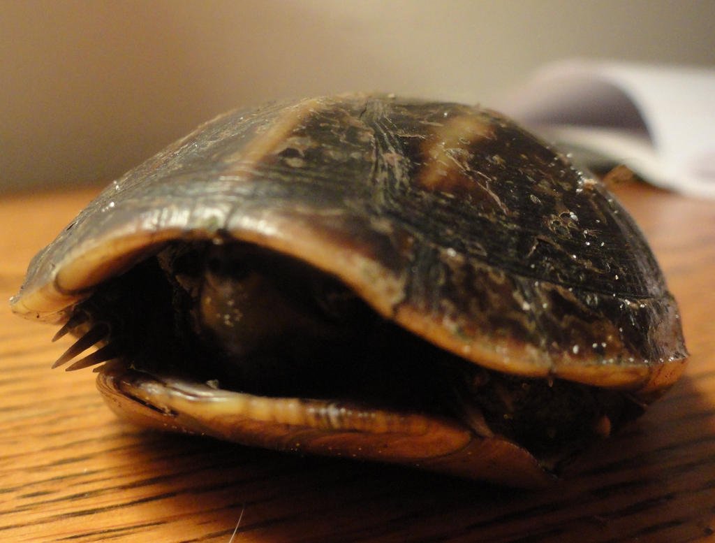 Turtle Yurtle yurtle the turtle by mommametal on DeviantArt