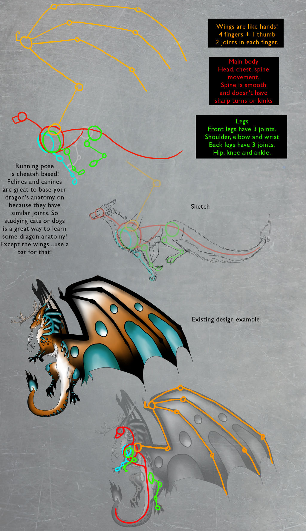 A little lesson in basic dragon anatomy by CrystalCircle on DeviantArt