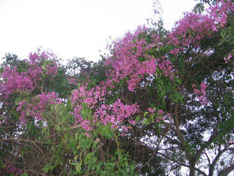 Flowers from Mato Grosso