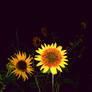 Sunflower at night