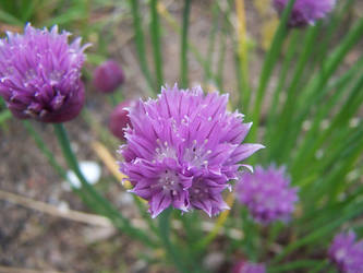 Garlic Flower