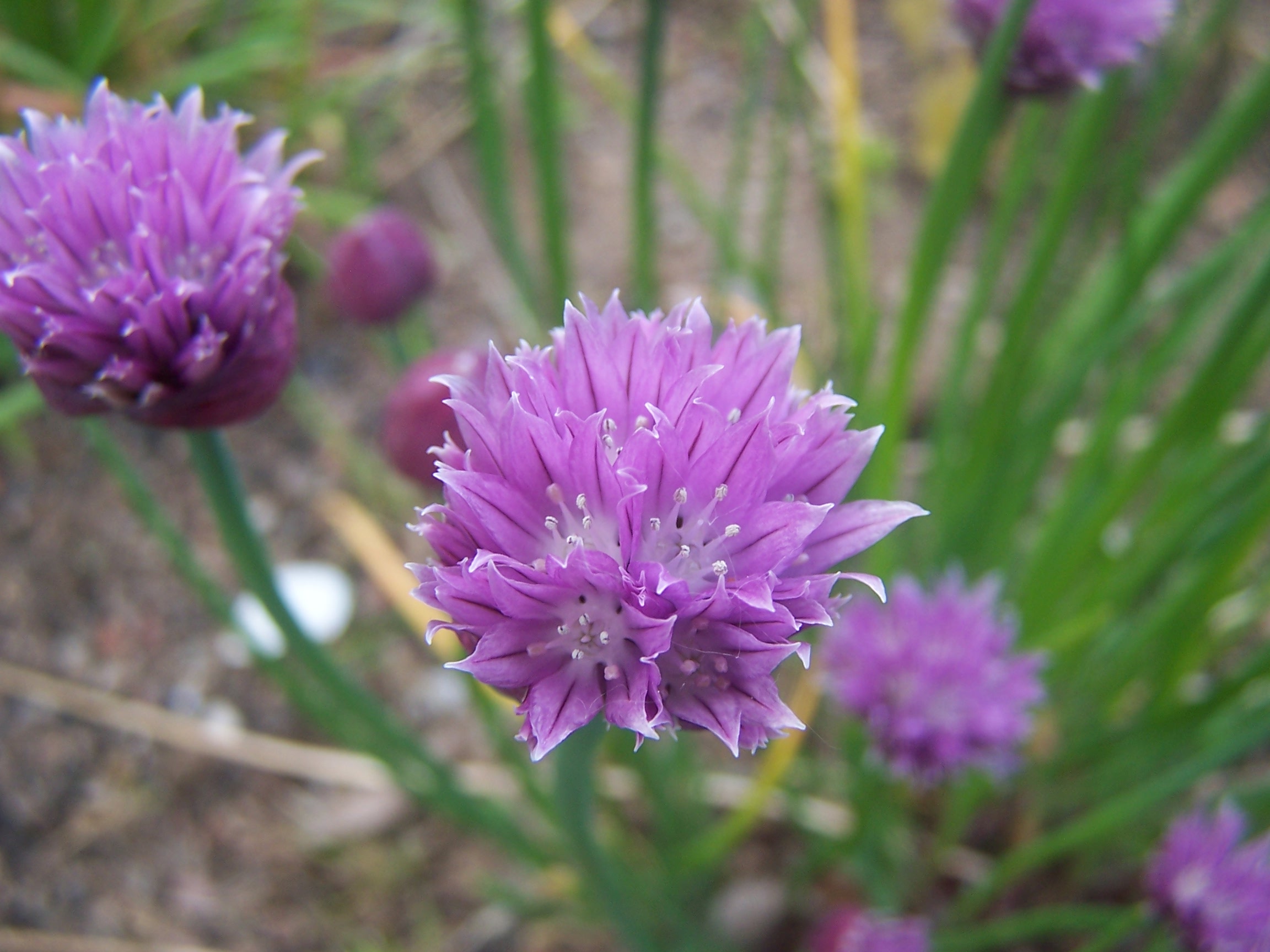 Garlic Flower