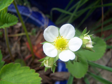 Strawberry Blossoms