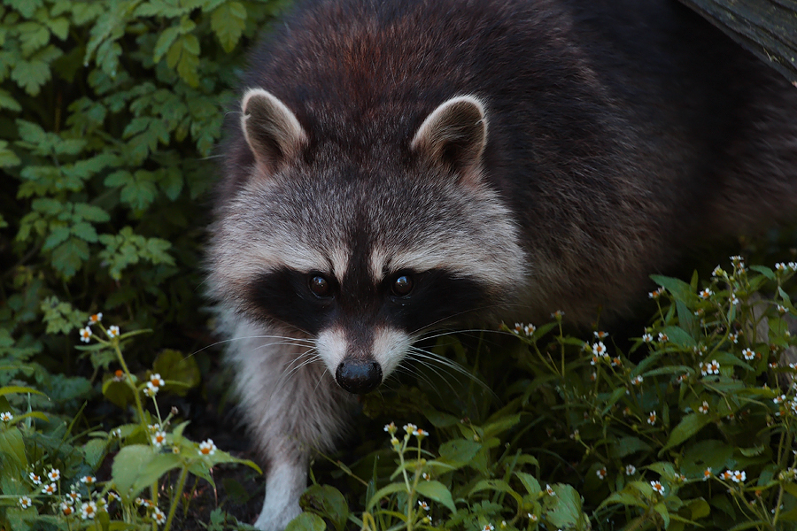 Raccoon