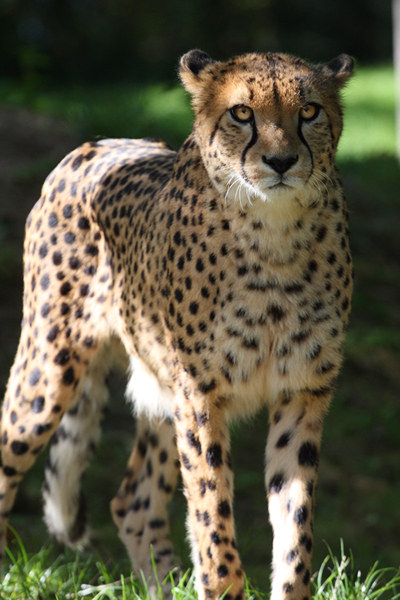 Cheetah