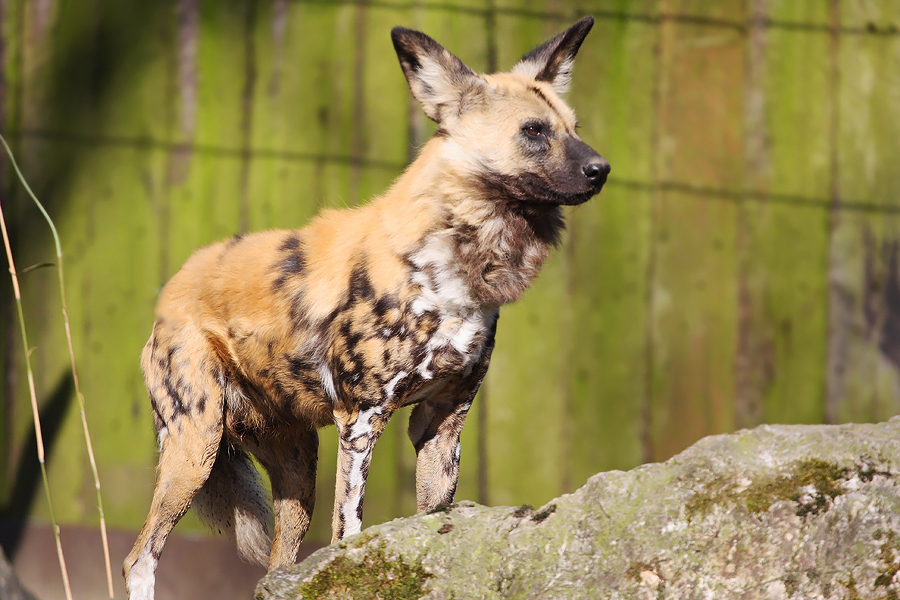 African wild dog