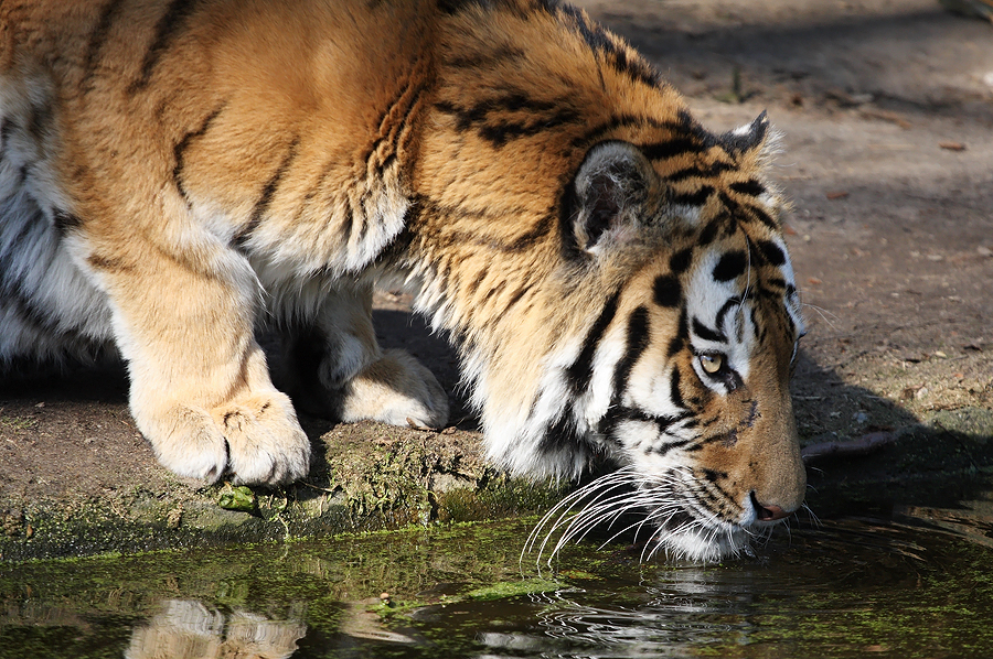 Siberian Tiger