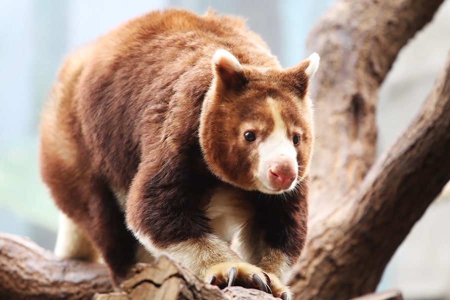 Tree-Kangaroo