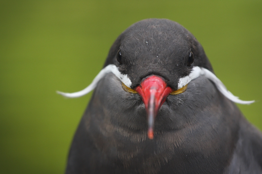 Inca tern