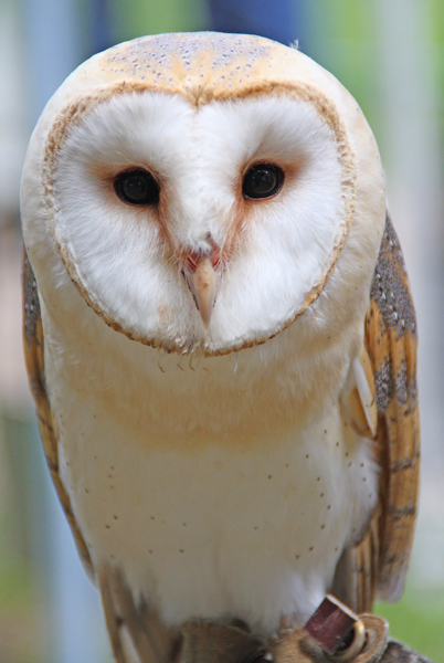 Tyto Alba II