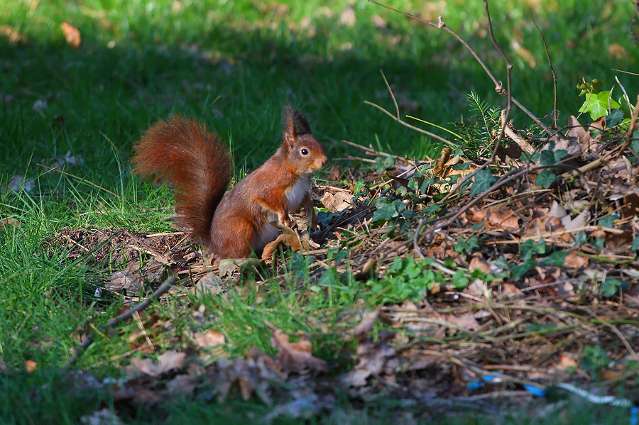 Red Squirrel I