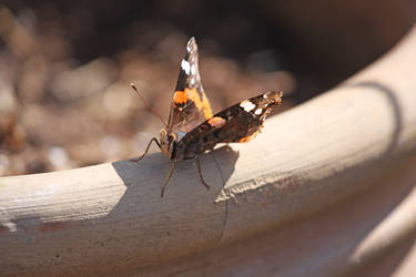 Red Admiral