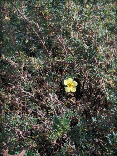 Shrubby Cinquefoil (Dasiphora fruticosa)