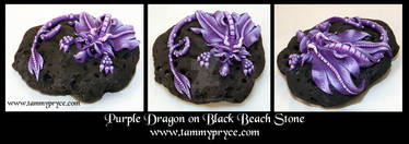 Purple Dragon on Black Beach Rock