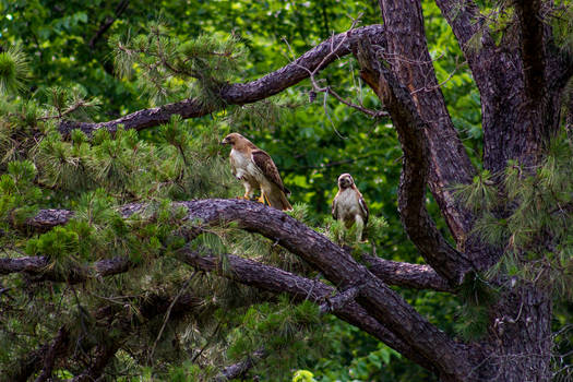 Hawks on a branch 2