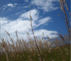 Field Of Gold and Green