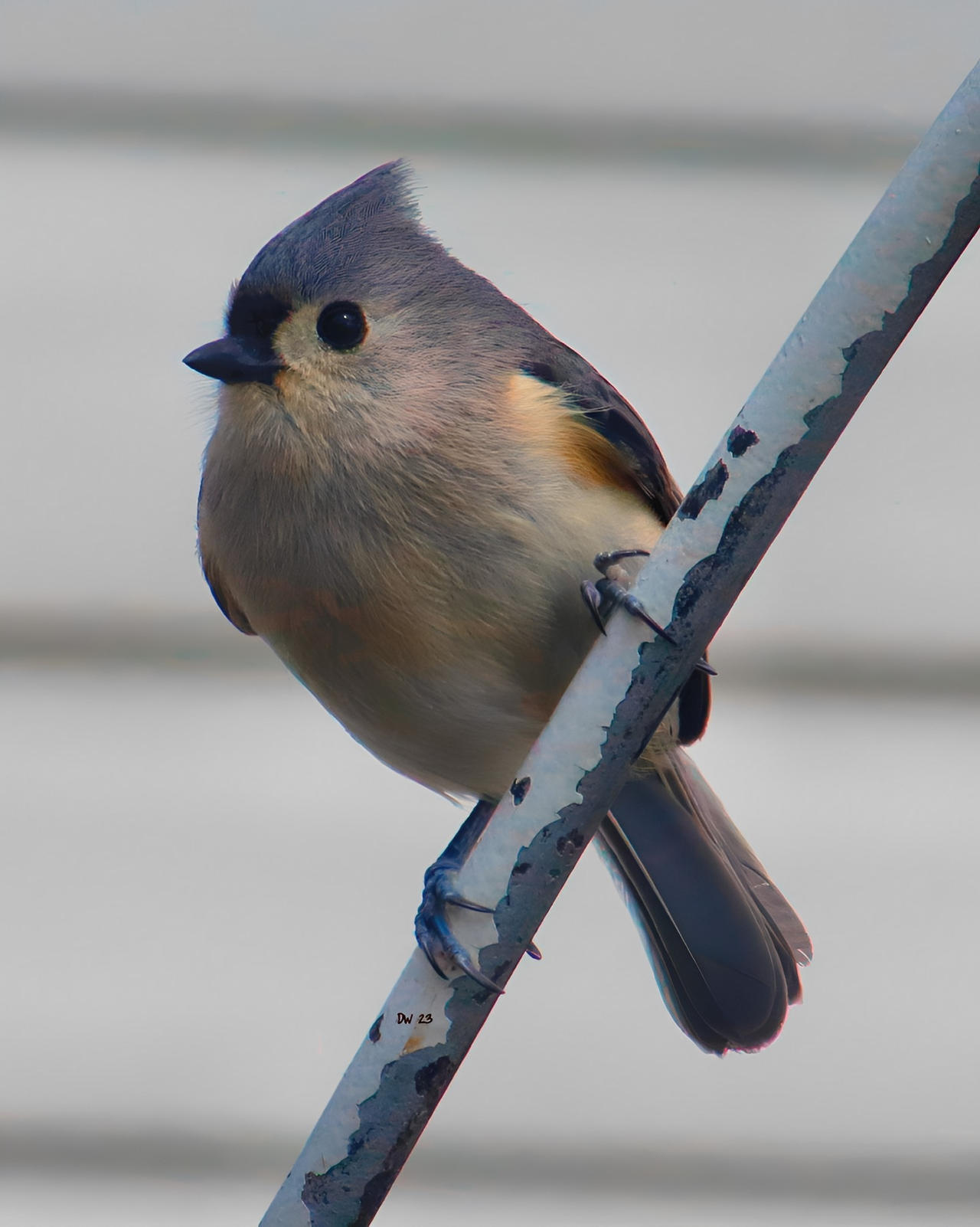 Tufted Titmouse by DasDriver on DeviantArt