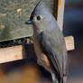 Tufted Titmouse