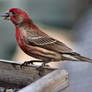 House Finch