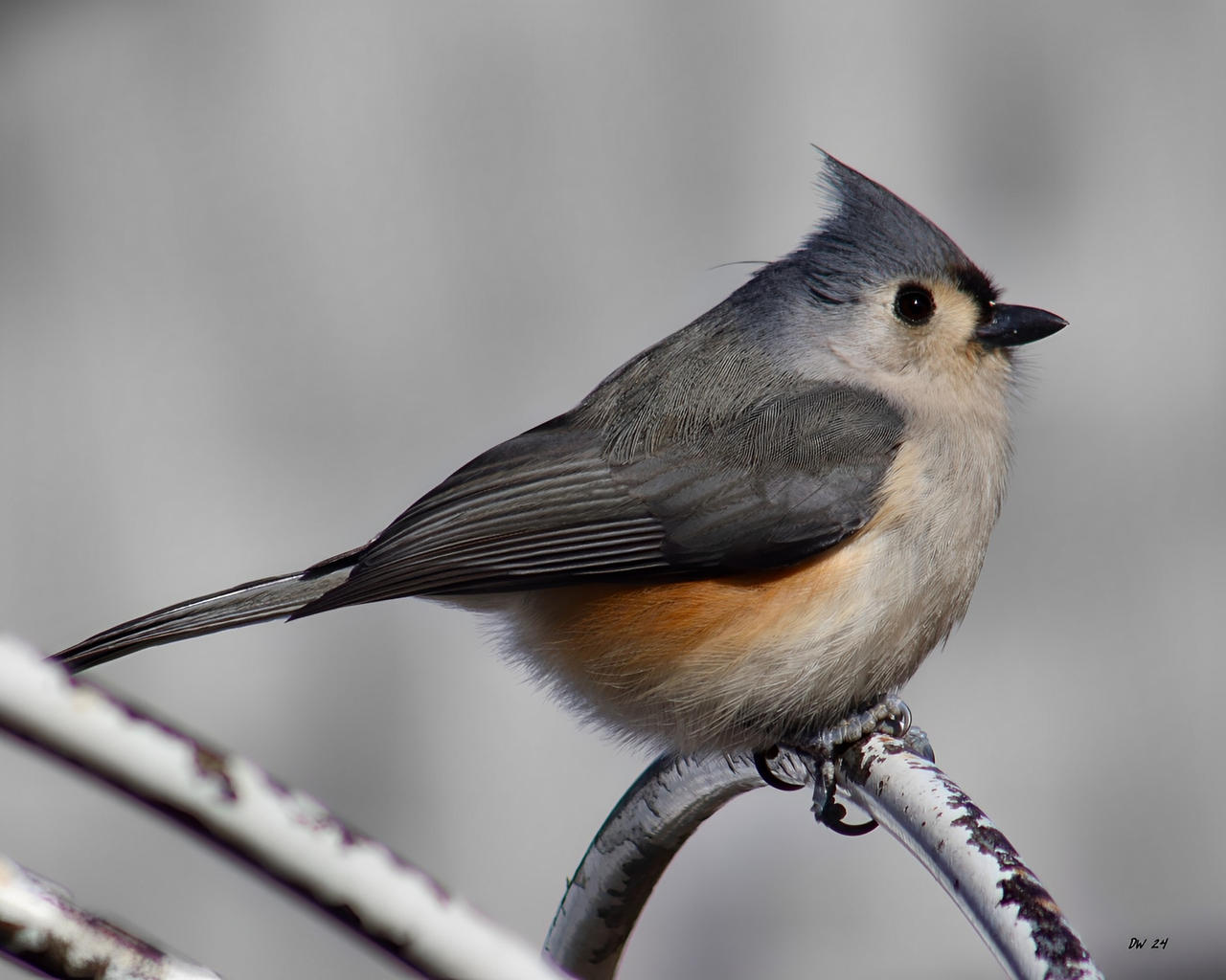 Tufted Titmouse by DasDriver on DeviantArt