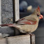 Cardinal female