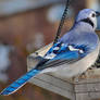 Blue Jay