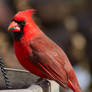 Cardinal