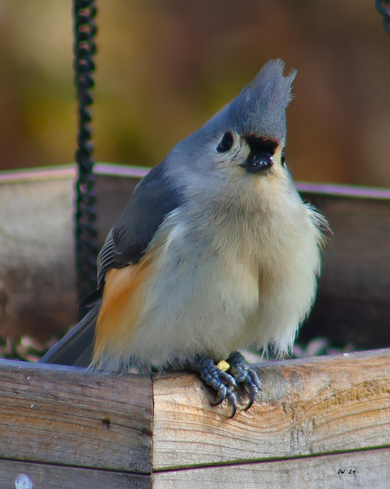 Pink Titmouse Tufted Titmouse by DasDriver on DeviantArt