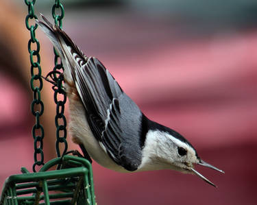 Nuthatch