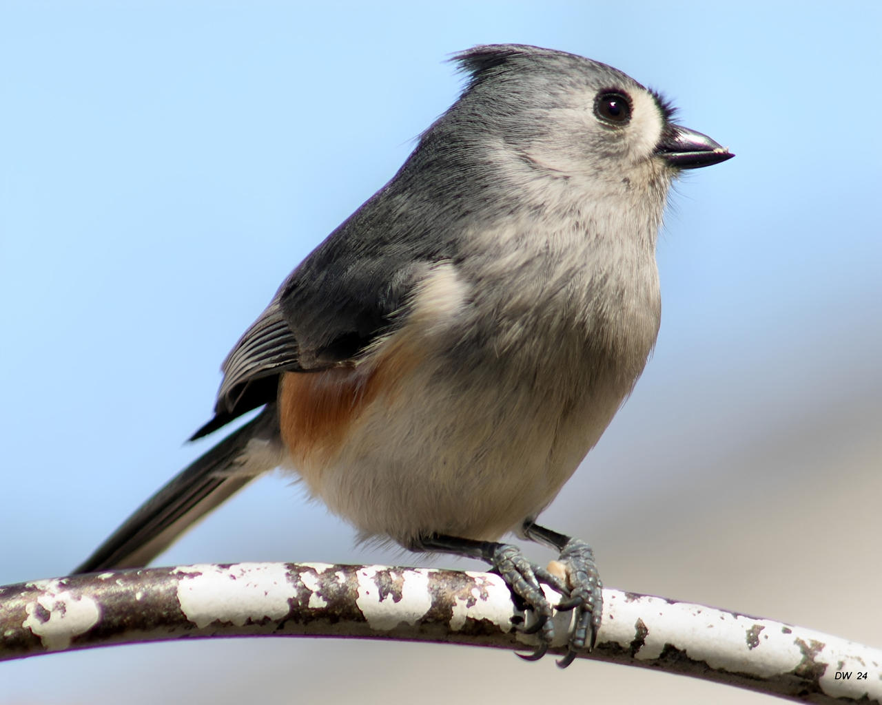 Pink Titmouse Tufted Titmouse by DasDriver on DeviantArt