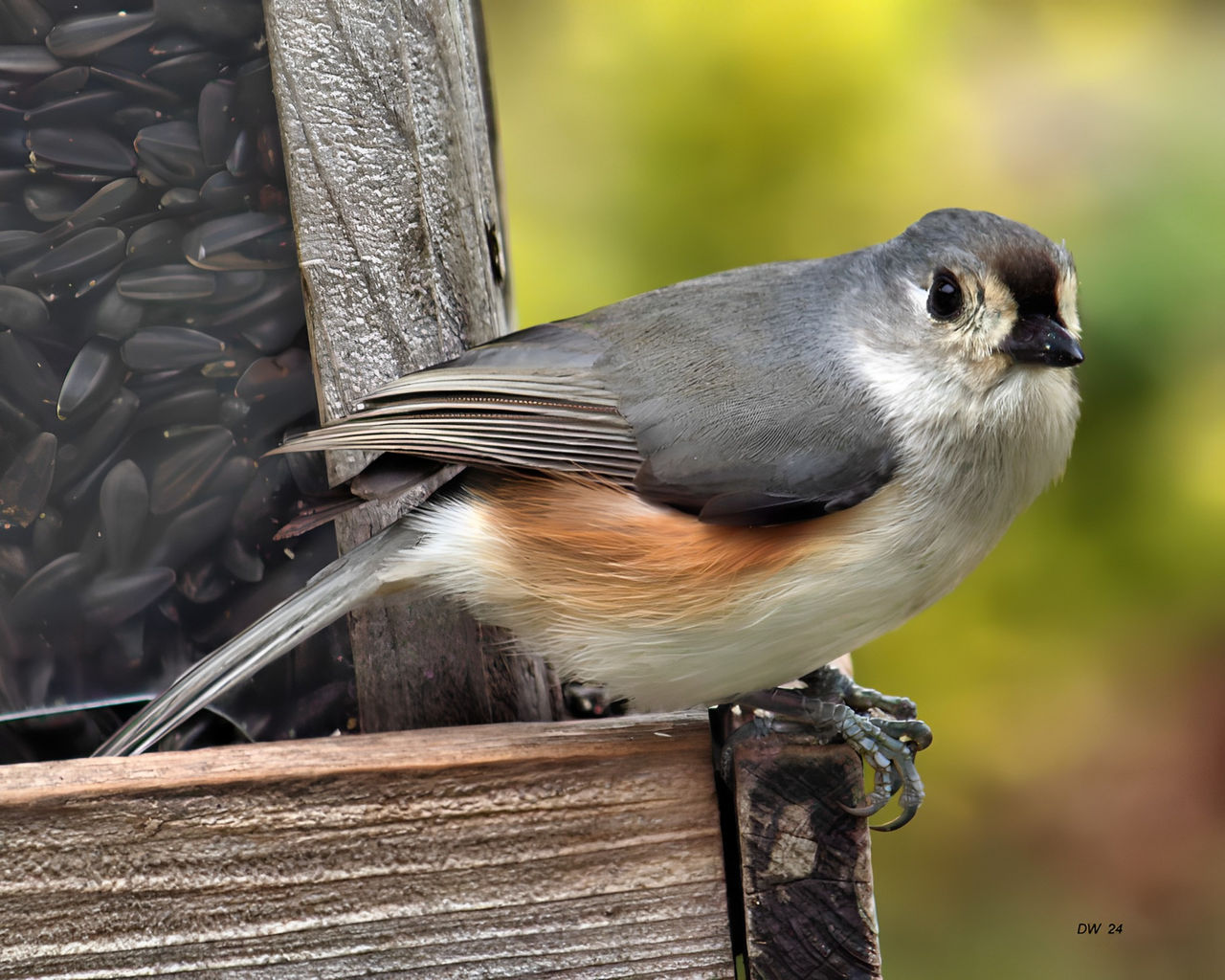 Tufted Titmouse by DasDriver on DeviantArt